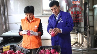 雅大1000斤火龍果酒發(fā)酵中，特邀您體驗(yàn)后期果酒壓榨、滅菌全過(guò)程！