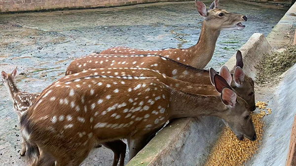 引進生物顆粒釀酒設備，打造新時代下的親子莊園