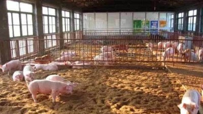 釀白酒設(shè)備釀酒為主，養(yǎng)豬為輔，僅一年時間，收入百萬
