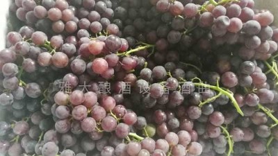 民間葡萄酒釀造潮再度興起，趕緊惡補(bǔ)下葡萄釀酒知識(shí)
