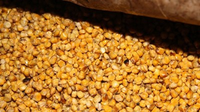 用玉米釀酒設(shè)備釀酒發(fā)酵時(shí)忽視這7點(diǎn)，好酒會(huì)離你越來(lái)越遠(yuǎn)！